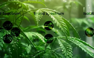 Full-Spectrum, Broad-Spectrum et Isolat de CBD : Que cultiver à la maison ?
