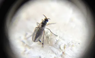 Comment Éliminer les Moucherons du Terreau du Cannabis: Guide Complet