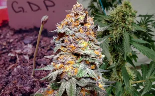 Journal de Culture Granddaddy Purple Semaine par Semaine