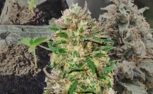 24K Gold – Journal de culture semaine par semaine & avis sur la variété