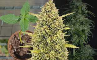 Journal de Culture Hebdomadaire d’Acapulco Gold