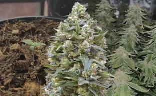 Alaskan Thunder Fuck – Journal de Culture Semaine par Semaine & Avis sur la Variété