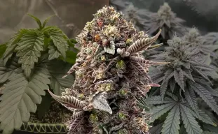 Blackberry Moonrocks Journal de Culture Semaine par Semaine