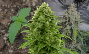 Bruce Banner Auto – Journal de Culture Semaine par Semaine & Analyse de la Variété