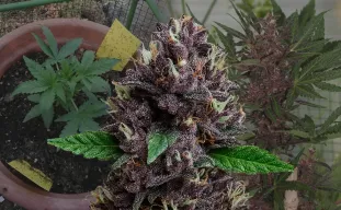 CBD Purple Kush Auto - Journal de Culture Semaine par Semaine & Avis sur la Variété