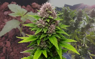 Critical Purple Auto - Journal de Culture Semaine par Semaine & Avis sur la Variété
