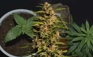Fruity Pebbles - Journal de Culture Semaine par Semaine & Avis sur la Variété