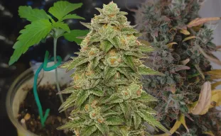 Journal de culture semaine par semaine de la Gelato Auto