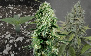 Ghost Train Haze - Journal de Culture Semaine par Semaine & Avis sur la Variété