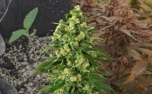 Girl Scout Cookies - Journal de Culture Semaine par Semaine & Avis sur la Variété