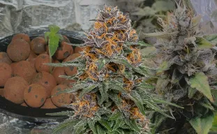Granddaddy Purple Auto – Journal de culture semaine par semaine & revue de la variété