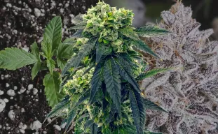 Gush Mints – Journal de Culture Semaine par Semaine & Revue de la Variété