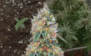 Hellfire OG Auto Journal de Culture Semaine par Semaine