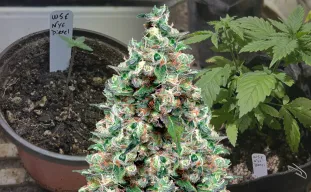 NYC Diesel – Journal de culture semaine par semaine & revue de la variété