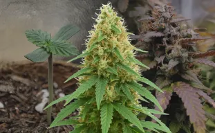 Journal de culture semaine par semaine de la Pineapple Express Auto