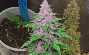 Purple Lemonade Auto – Journal de culture semaine par semaine & analyse de la variété