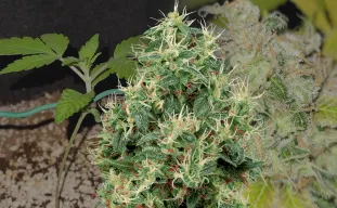 Journal de Culture de la Strawberry Kush Semaine par Semaine