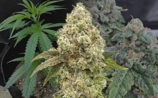 Super Boof Journal de Culture Semaine par Semaine