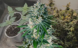 White Widow - Journal de Culture Semaine par Semaine & Avis sur la Variété
