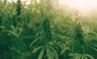 Comment cultiver du cannabis en extérieur : conseils pour les débutants