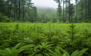 Culture du cannabis en guérilla : le guide outdoor sans prise de tête et discret (édition 2026)