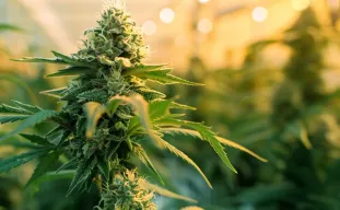 Top 5 des variétés de cannabis à floraison rapide parfaites pour plusieurs récoltes par an