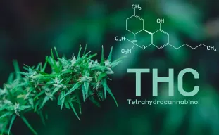 Les Cannabinoïdes Expliqués : THC, CBD et les Autres à Connaître