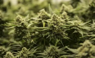 Les 5 meilleures variétés à autofloraison à haut rendement