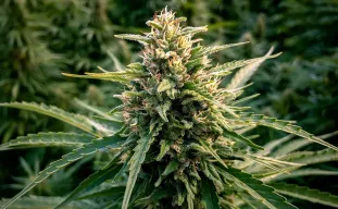 Les 5 meilleures variétés de CBD à haut rendement