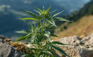 Comment la génétique autofloraison a changé le cannabis à jamais