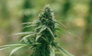 Combien de Grammes par Plante de Cannabis?