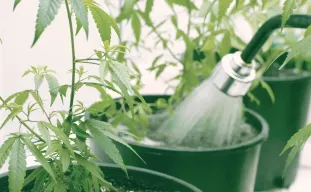 Comment arroser le cannabis : le guide ultime du cycle humide/sec et de la maîtrise du pH