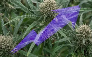 Comment les débutants peuvent facilement augmenter leur rendement de cannabis