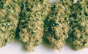 Comment séchage et la maturation du cannabis ?