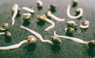 Comment faire germer des graines de cannabis ?