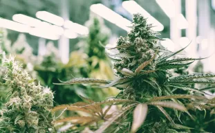 Guide de culture des autofloraison en intérieur et extérieur