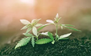 Comment planter des graines de cannabis après germination ?
