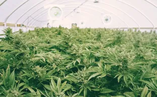 Guide du SCRoG du Cannabis : Qu'est-ce que le SCRoG ? Comment et quand y avoir recours ?