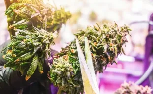 Comment quand couper le cannabis ?