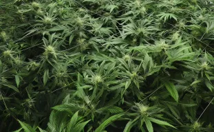 Comment utiliser la méthode Sea of Green pour maximiser le rendement de votre cannabis à floraison rapide
