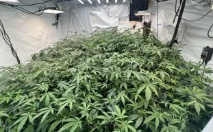 ScrOG vs. SOG : quelle méthode de palissage du cannabis offre le meilleur rendement ?