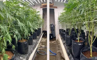 Lollipopping du cannabis : quand et comment tailler pour des têtes denses