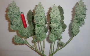 Mainlining du cannabis: guide visuel étape par étape