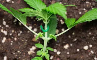 Low Stress Training pour Variétés Autofloraison (LST)