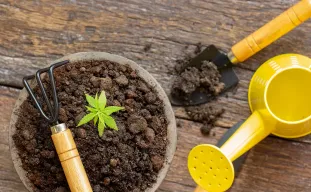 Les 10 équipements essentiels pour la culture du cannabis !