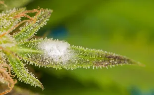 Comment se débarrasser de la moisissure sur les plantes cannabis ?