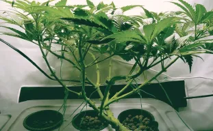 Guide Ultime du Monster Cropping de Cannabis