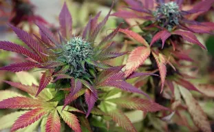 Top 10 Plus Belles Variétés de Weed