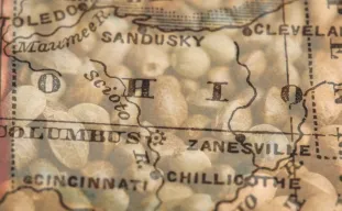 Meilleures variétés à cultiver dans l’Ohio (2026) : le guide d’un cultivateur expert