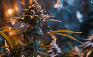 Comment maximiser le THC : guide avancé du cultivateur pour le palissage & la puissance